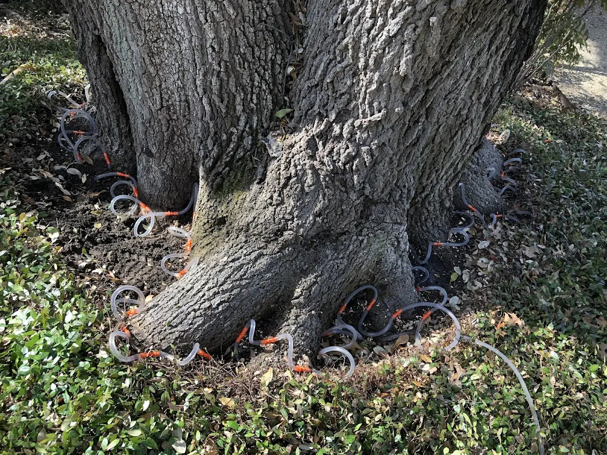 Detailed Shrub and Hedge Trimming job site in Dixie