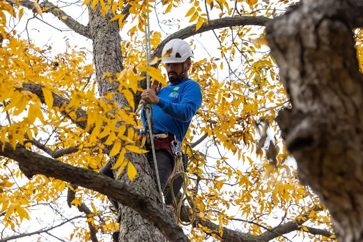Skilled Emergency Tree Service crew working in Dixie